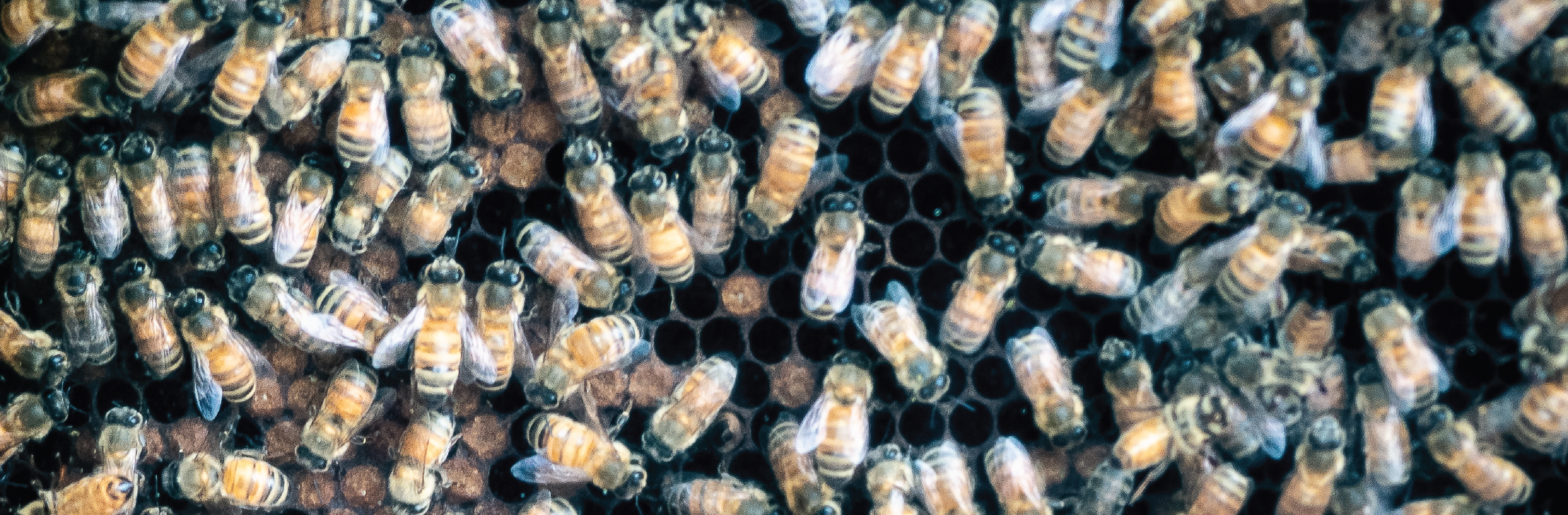 Bees
