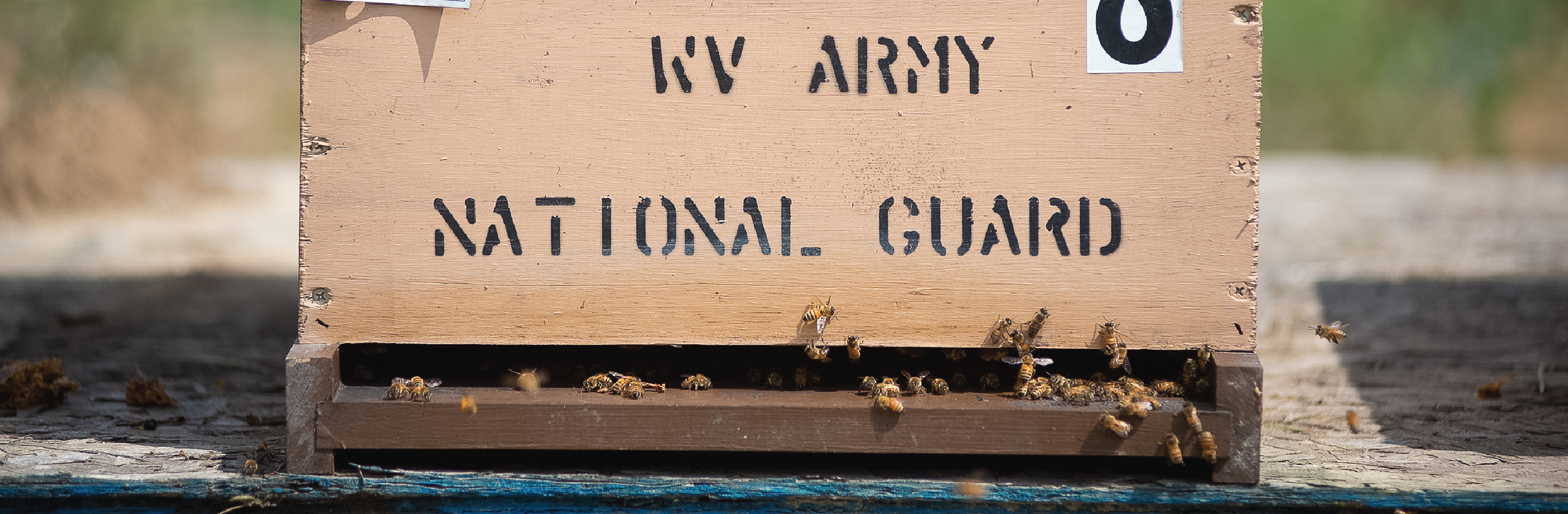 bees 2